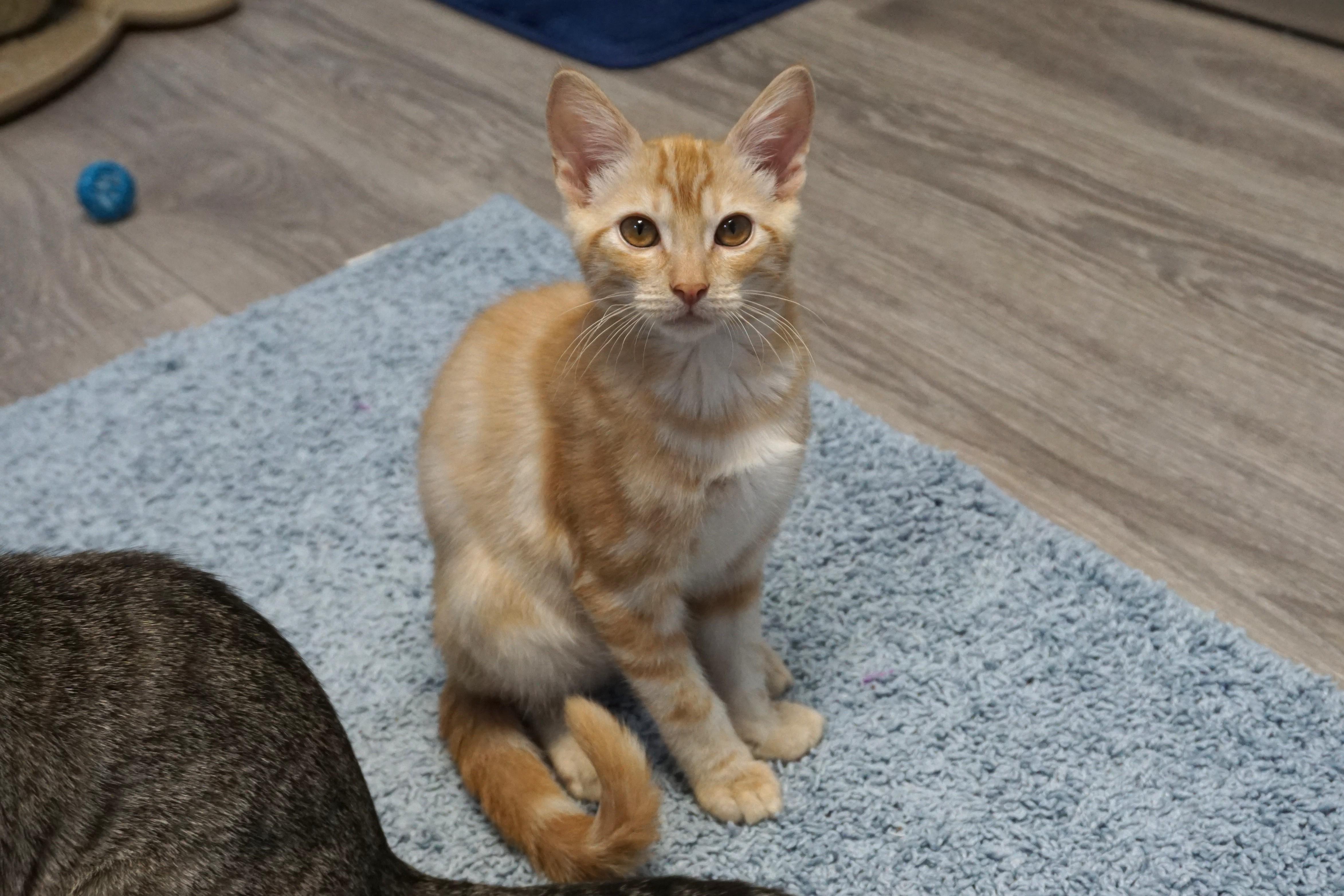 Thorne, ADOPTABLE, Kitten Male Domestic Short Hair.
