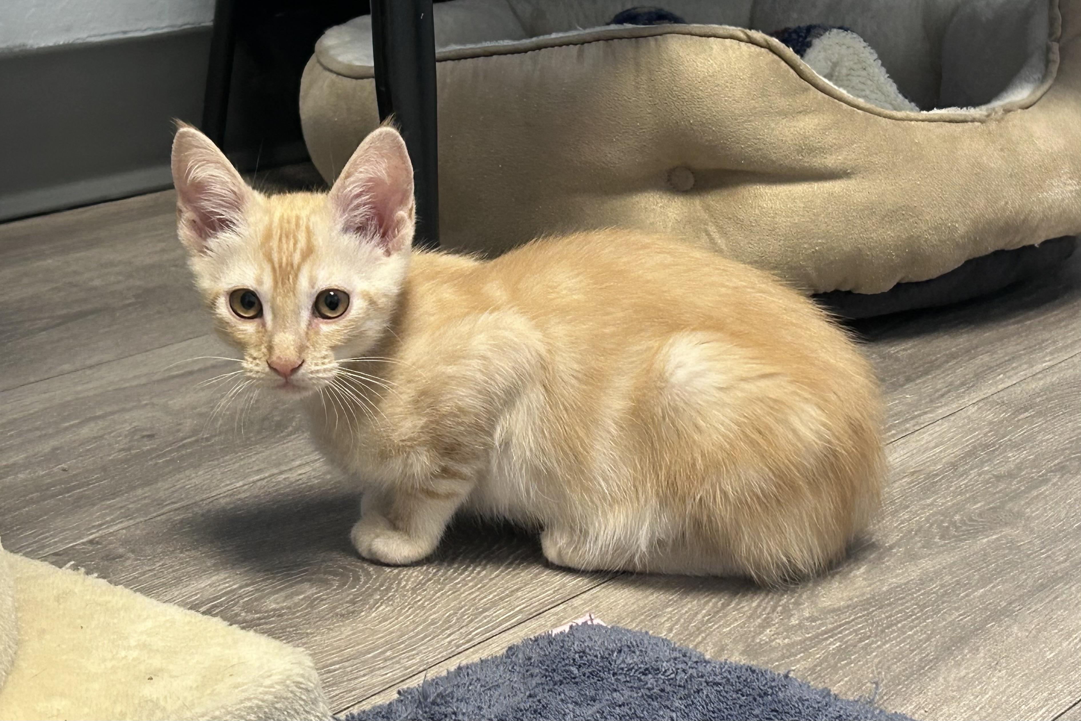 Enlarge Thorne, a ADOPTABLE Domestic Short Hair in Fountain Hills, AZ image 6/6