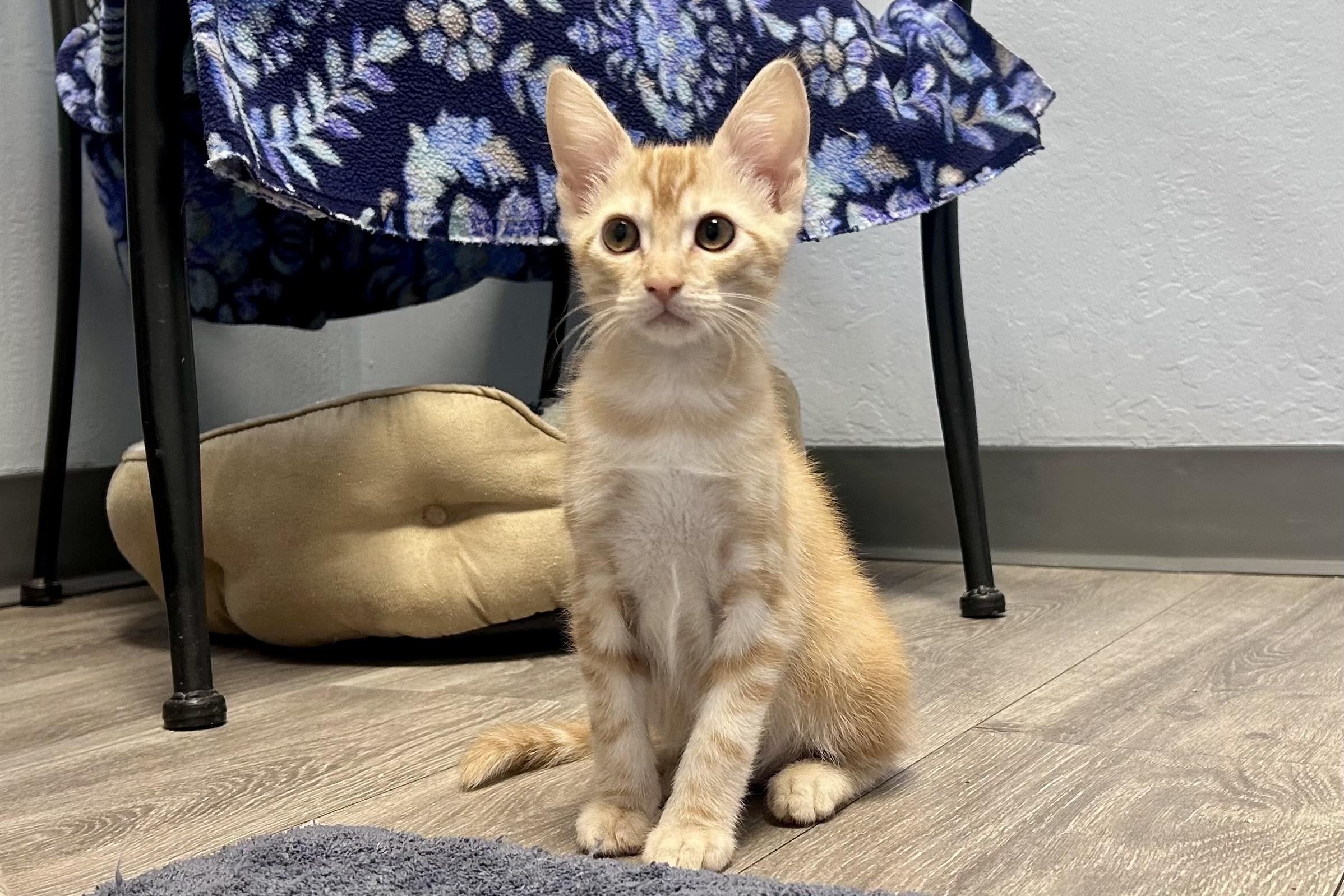 Enlarge Thorne, a ADOPTABLE Domestic Short Hair in Fountain Hills, AZ image 4/6