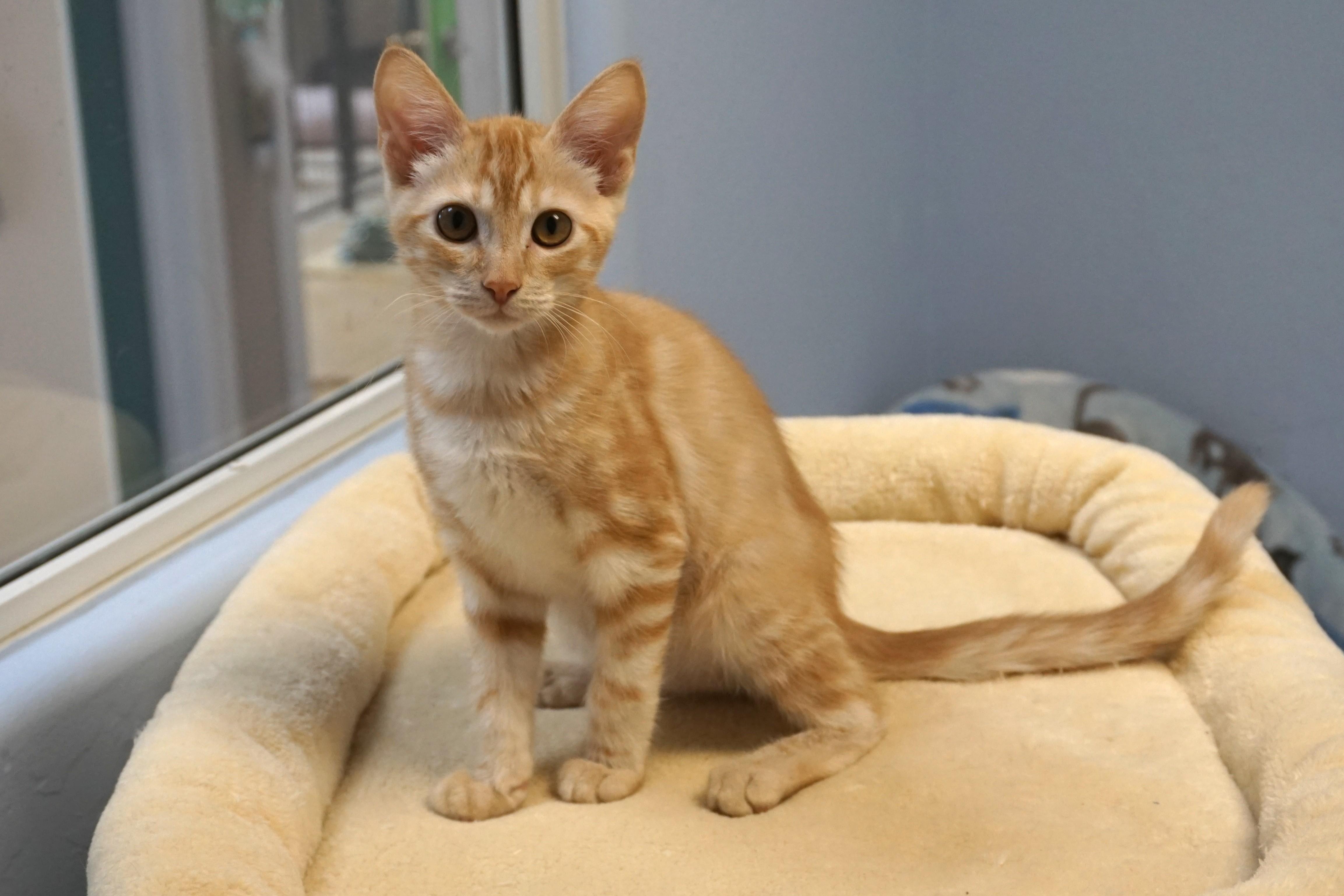 Enlarge Thorne, a ADOPTABLE Domestic Short Hair in Fountain Hills, AZ image 2/6