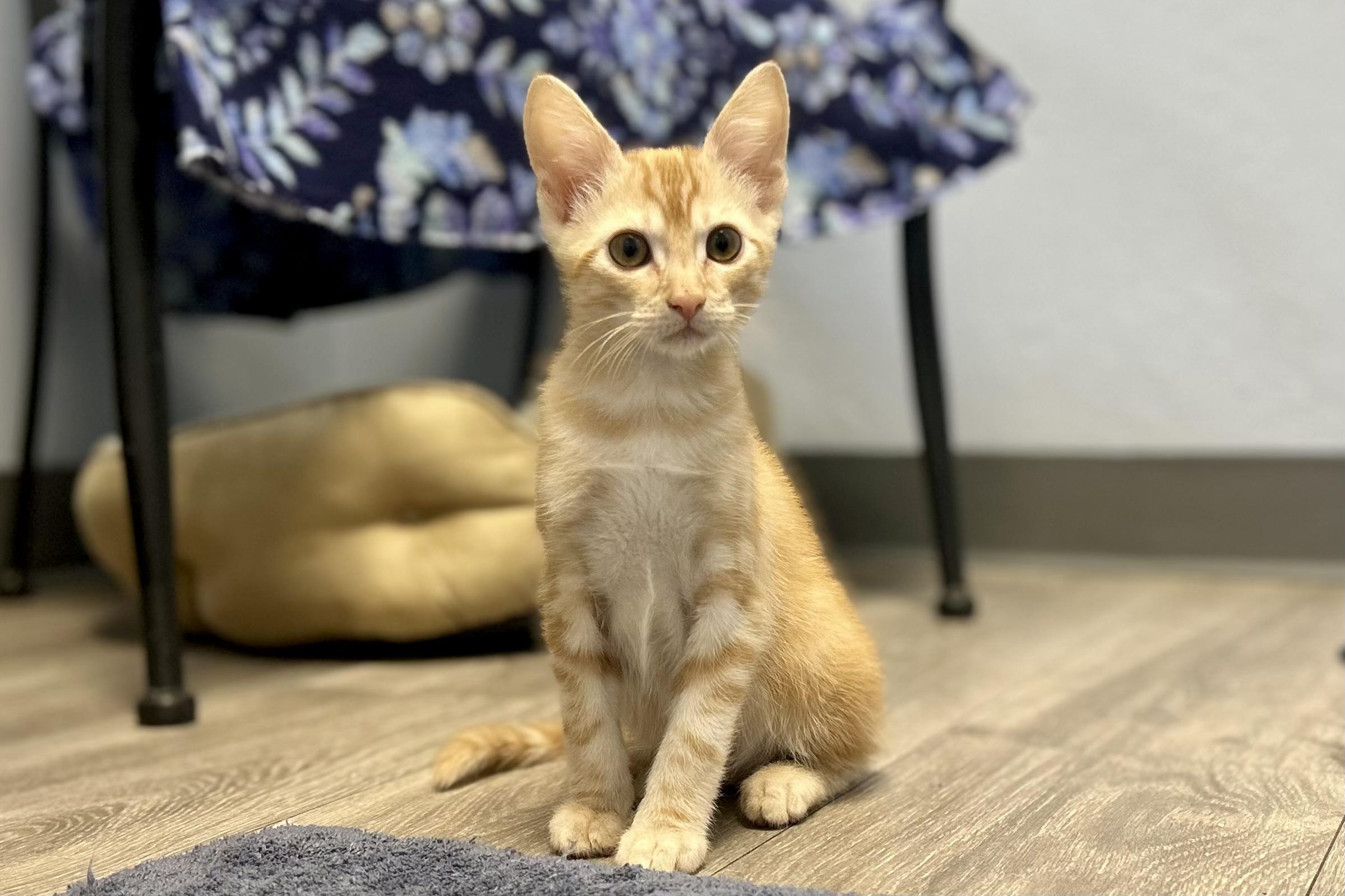 Enlarge Thorne, a ADOPTABLE Domestic Short Hair in Fountain Hills, AZ image 5/6