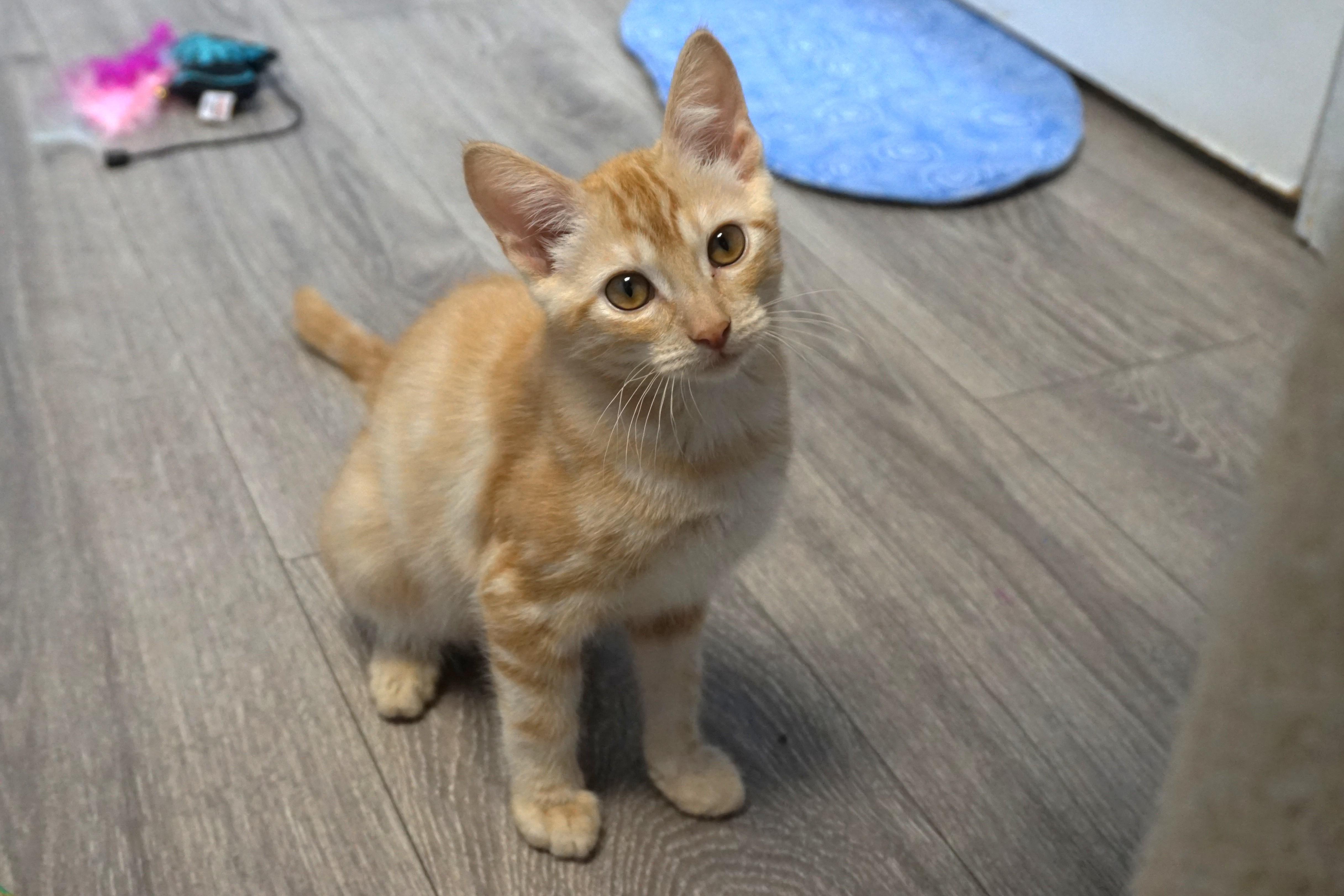 Enlarge Thorne, a ADOPTABLE Domestic Short Hair in Fountain Hills, AZ image 3/6