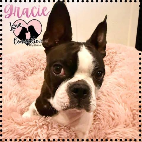 Gracie, adopted, Young Female Boston Terrier.