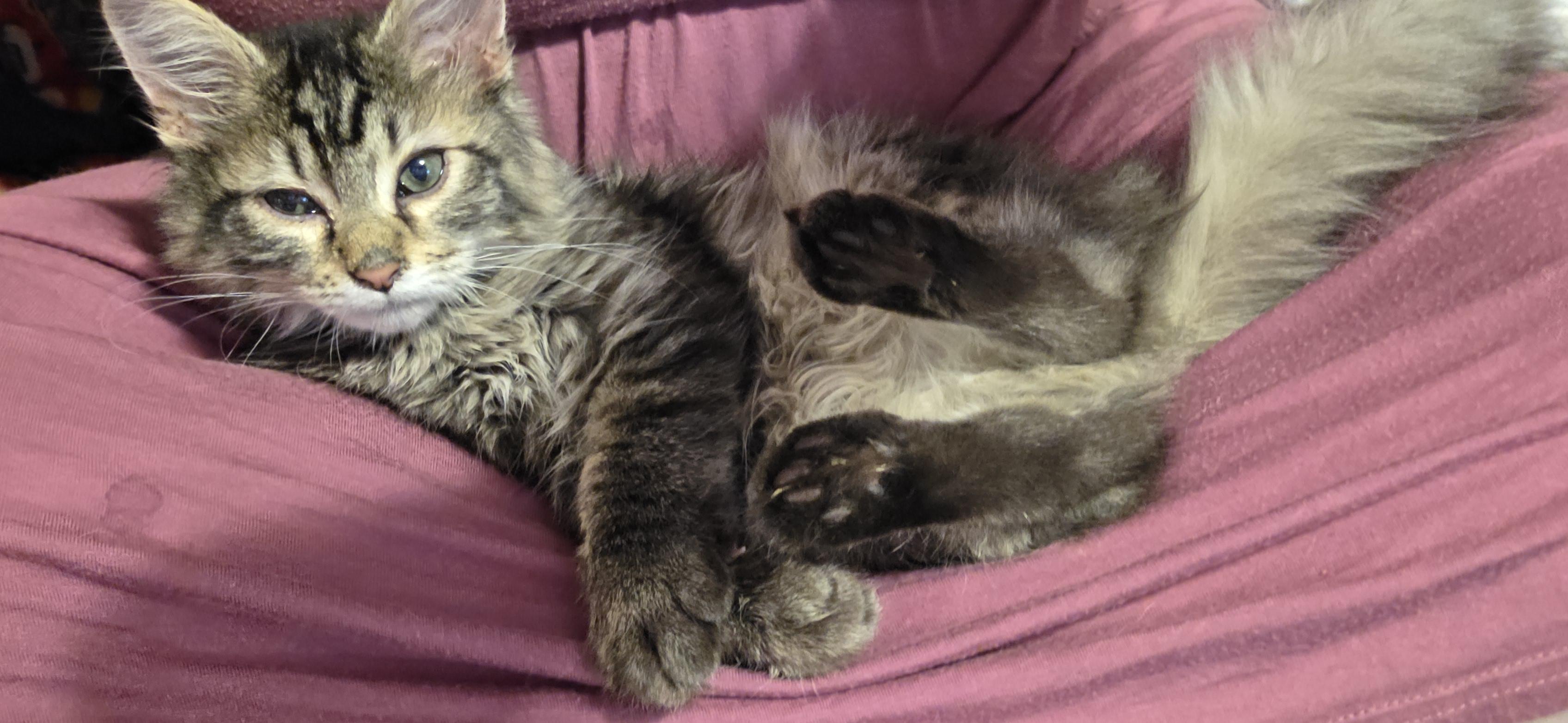 Enlarge Lazlo, a Adoptable mixed breed in Evansville, IN image 1/3