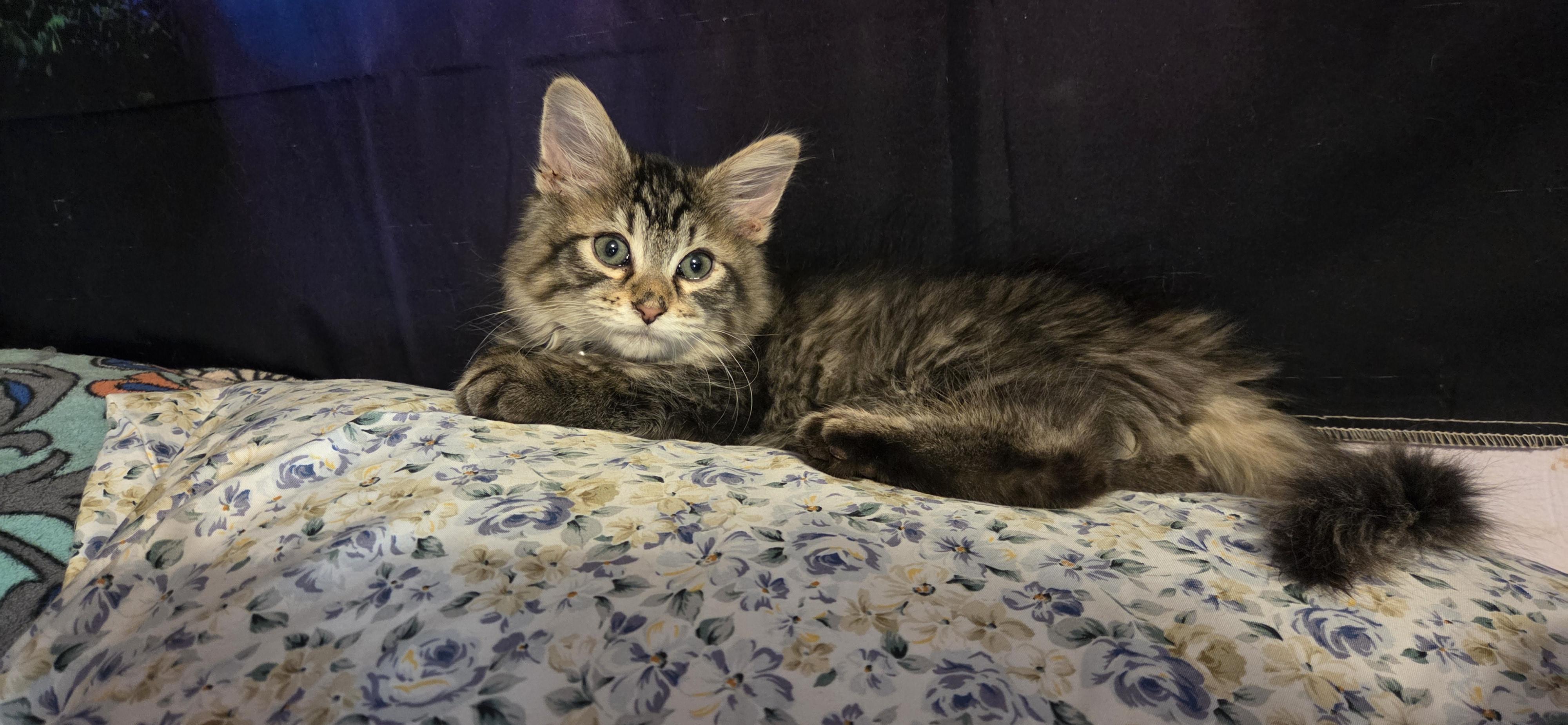 Enlarge Lazlo, a Adoptable mixed breed in Evansville, IN image 2/3