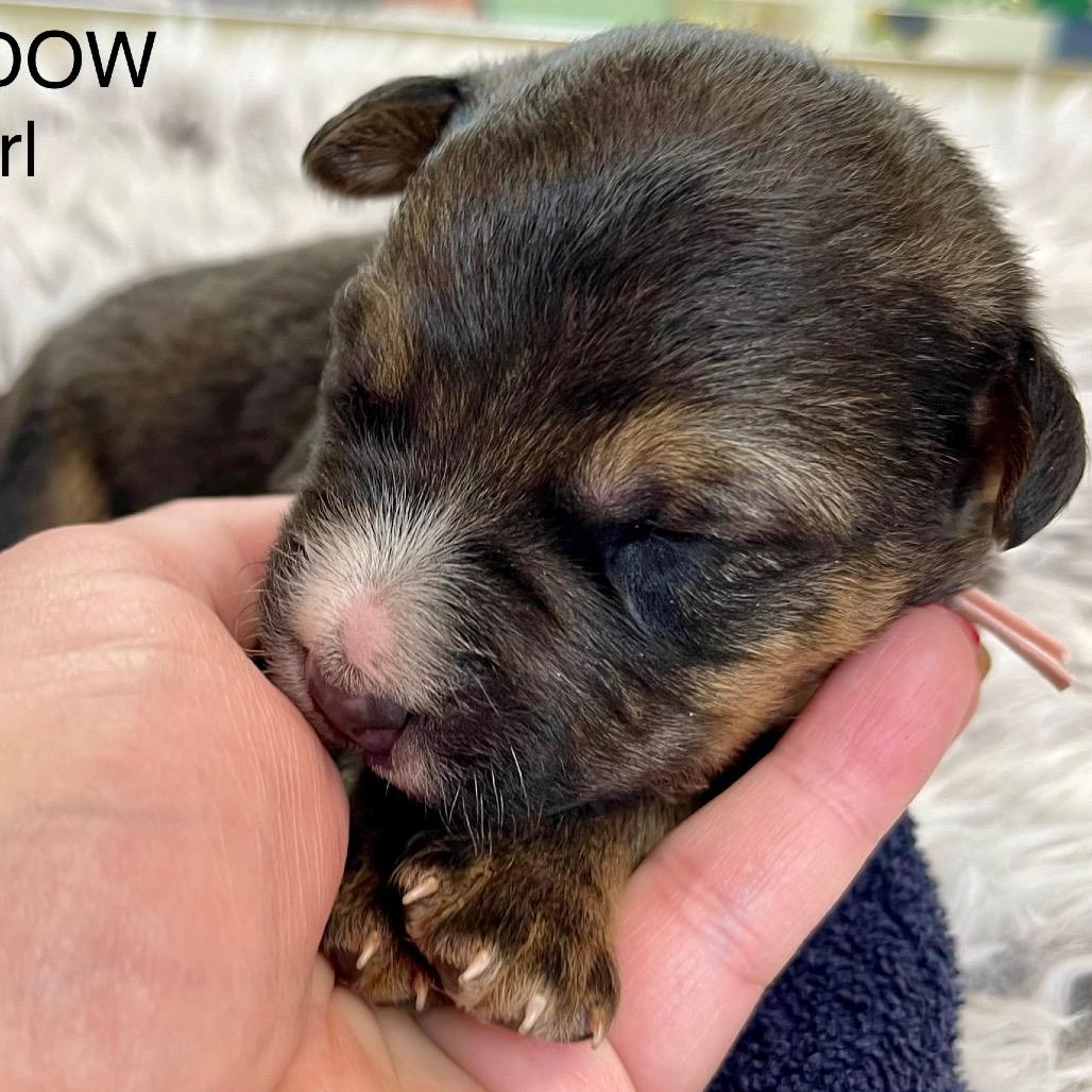 Meadow, Adoptable, Puppy Female Shepherd & Cattle Dog.