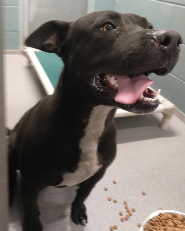 Enlarge Boudin, a Adoptable mixed breed in Lafayette, LA image 1/2