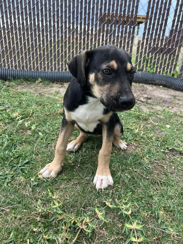 Enlarge Lorelai, an adopted mixed breed in Port Lavaca, TX image 3/6