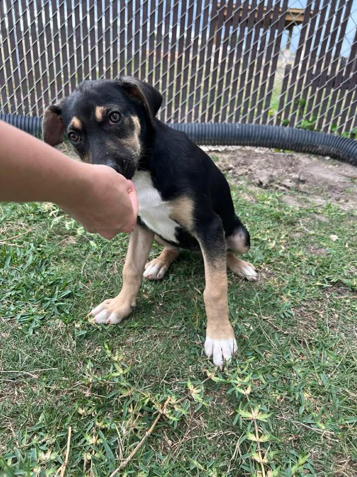 Enlarge Lorelai, an adopted mixed breed in Port Lavaca, TX image 5/6