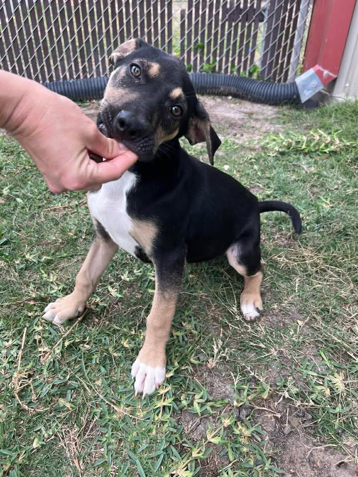 Enlarge Lorelai, an adopted mixed breed in Port Lavaca, TX image 2/6
