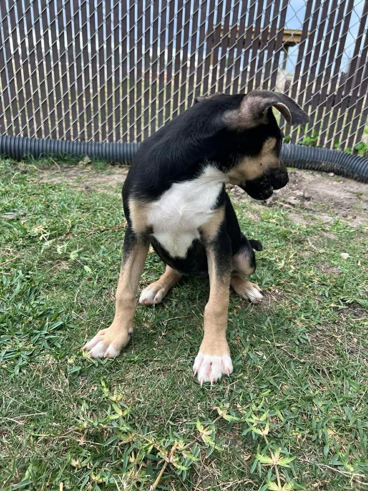 Enlarge Lorelai, an adopted mixed breed in Port Lavaca, TX image 4/6