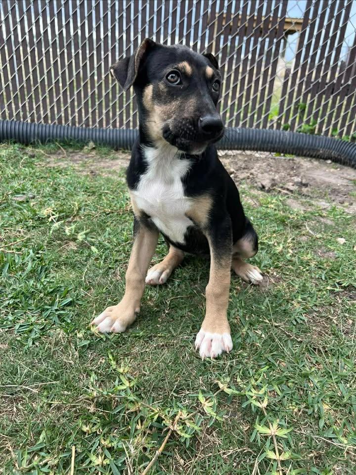 Lorelai, adopted, Puppy Female Terrier.