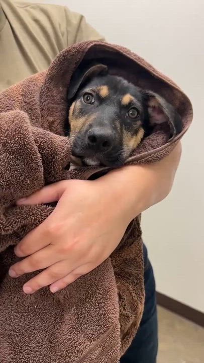 Enlarge Lorelai, an adopted mixed breed in Port Lavaca, TX video 6/6