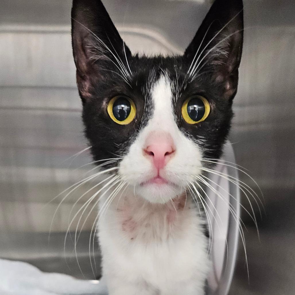 Nash, Adoptable, Adult Male Domestic Short Hair.