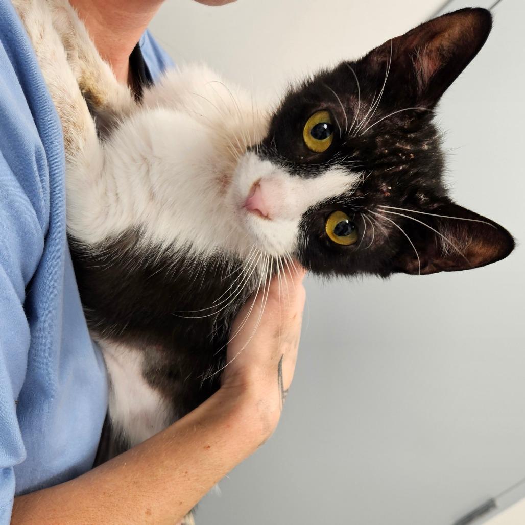 Enlarge Nash, a Adoptable Domestic Short Hair in Oneonta, NY image 2/2