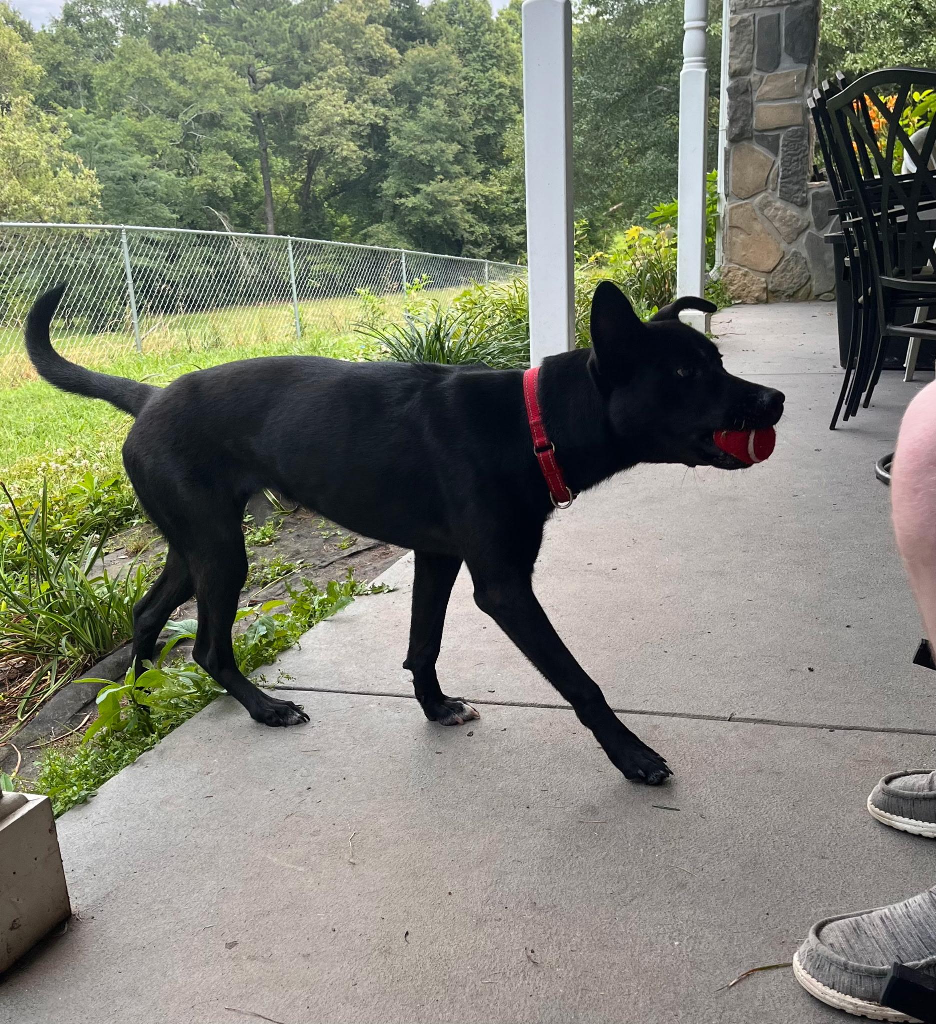 Lexi, a ADOPTABLE mixed breed in South Portland, ME image 5/5