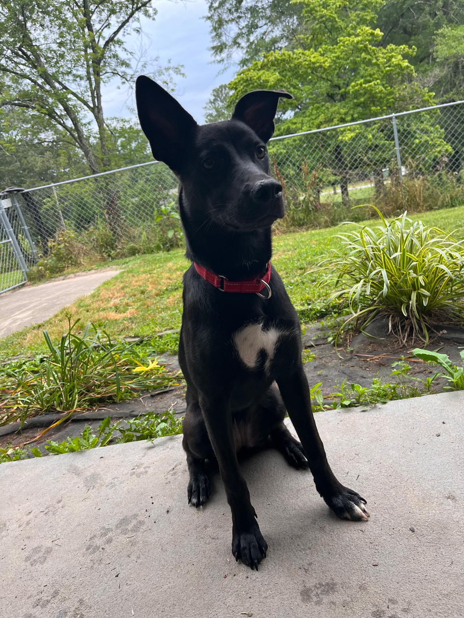 Lexi, ADOPTABLE, Young Female Black Labrador Retriever.