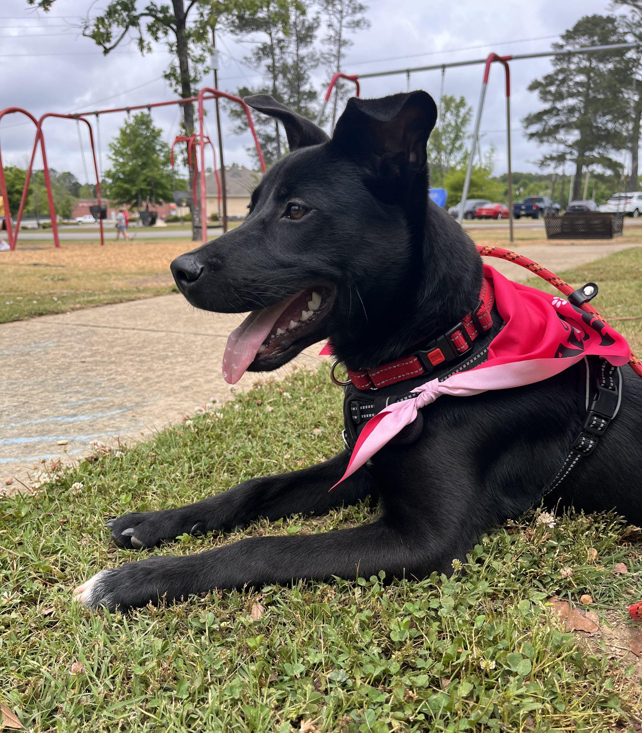 Lexi, ADOPTABLE, Young Female Black Labrador Retriever.
