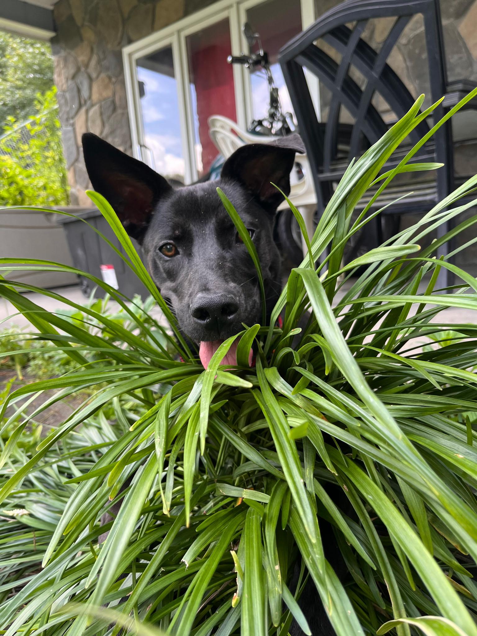 Lexi SS, ADOPTABLE, Young Female Mixed Breed & Labrador Retriever.
