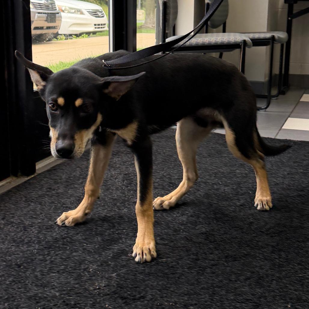 Chase Morgan, Adoptable, Young Male Mixed Breed.