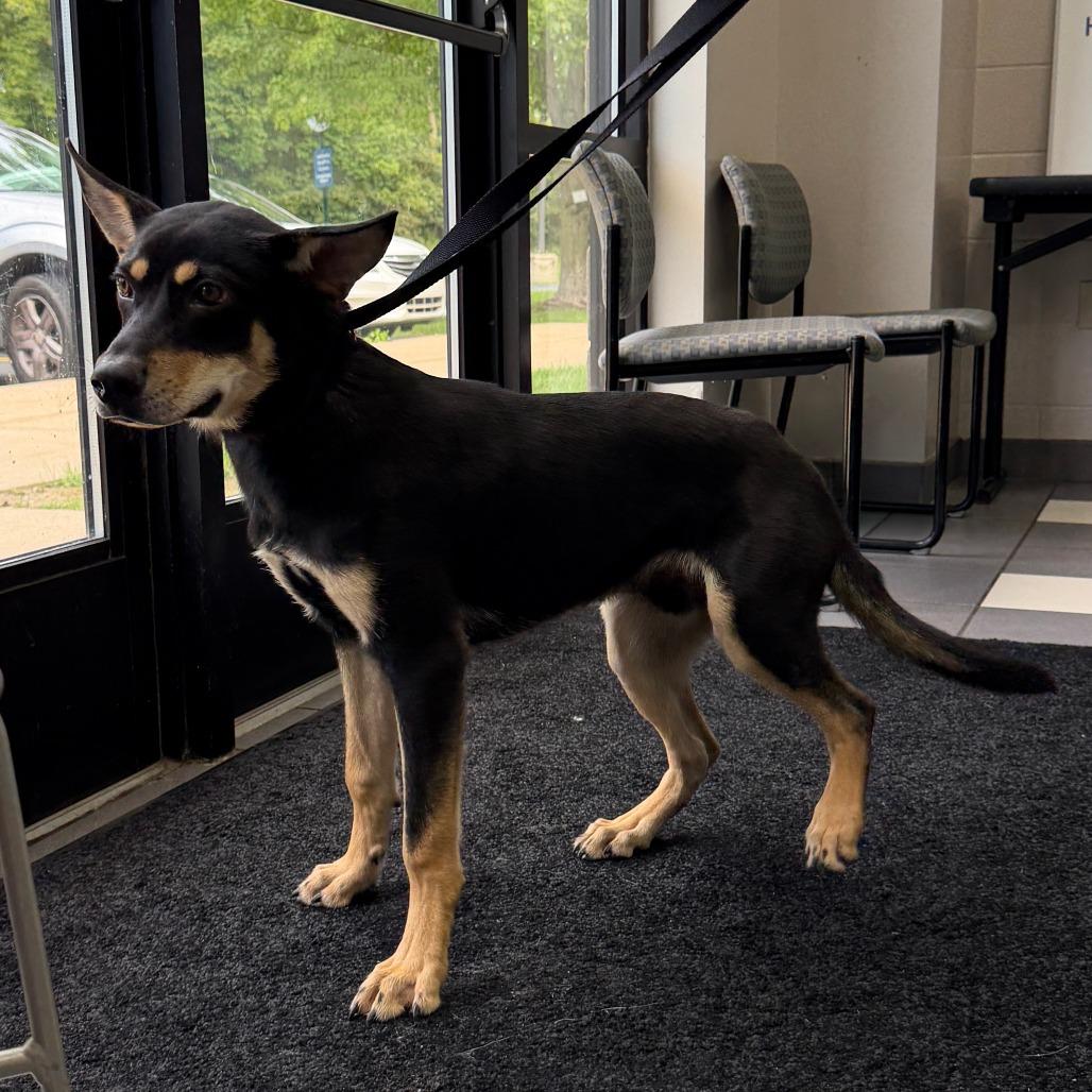 Enlarge Chase Morgan, a Adoptable Mixed Breed in Grand Rapids, MI image 2/6