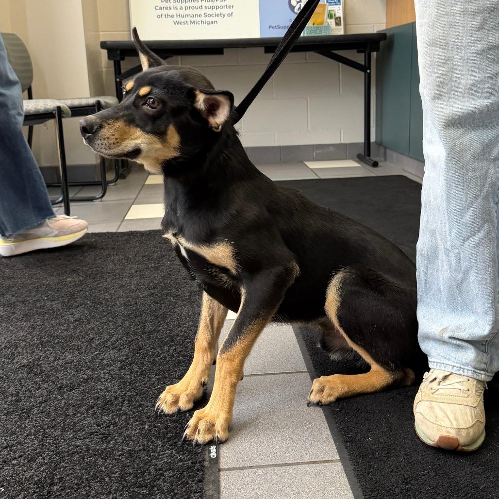 Enlarge Chase Morgan, a Adoptable Mixed Breed in Grand Rapids, MI image 3/6