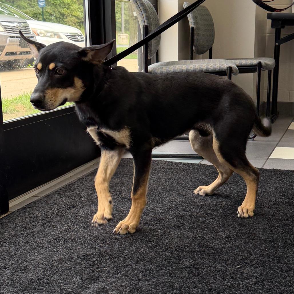 Enlarge Chase Morgan, a Adoptable Mixed Breed in Grand Rapids, MI image 4/6