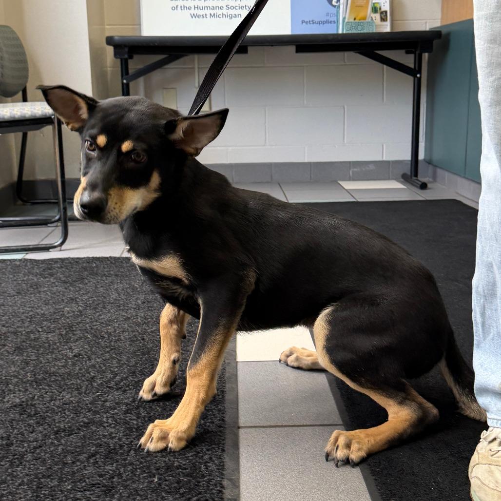 Enlarge Chase Morgan, a Adoptable Mixed Breed in Grand Rapids, MI image 5/6