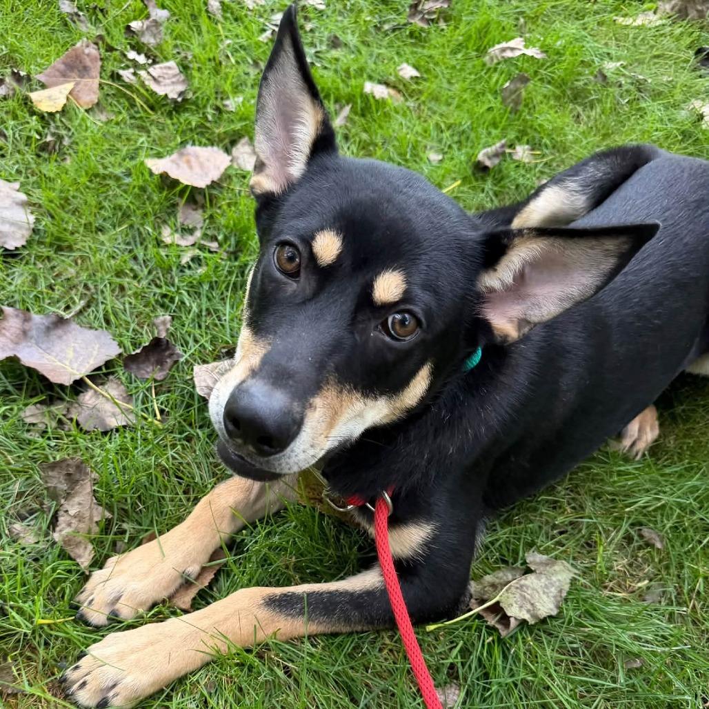Enlarge Chase Morgan, a Adoptable Mixed Breed in Grand Rapids, MI image 6/6