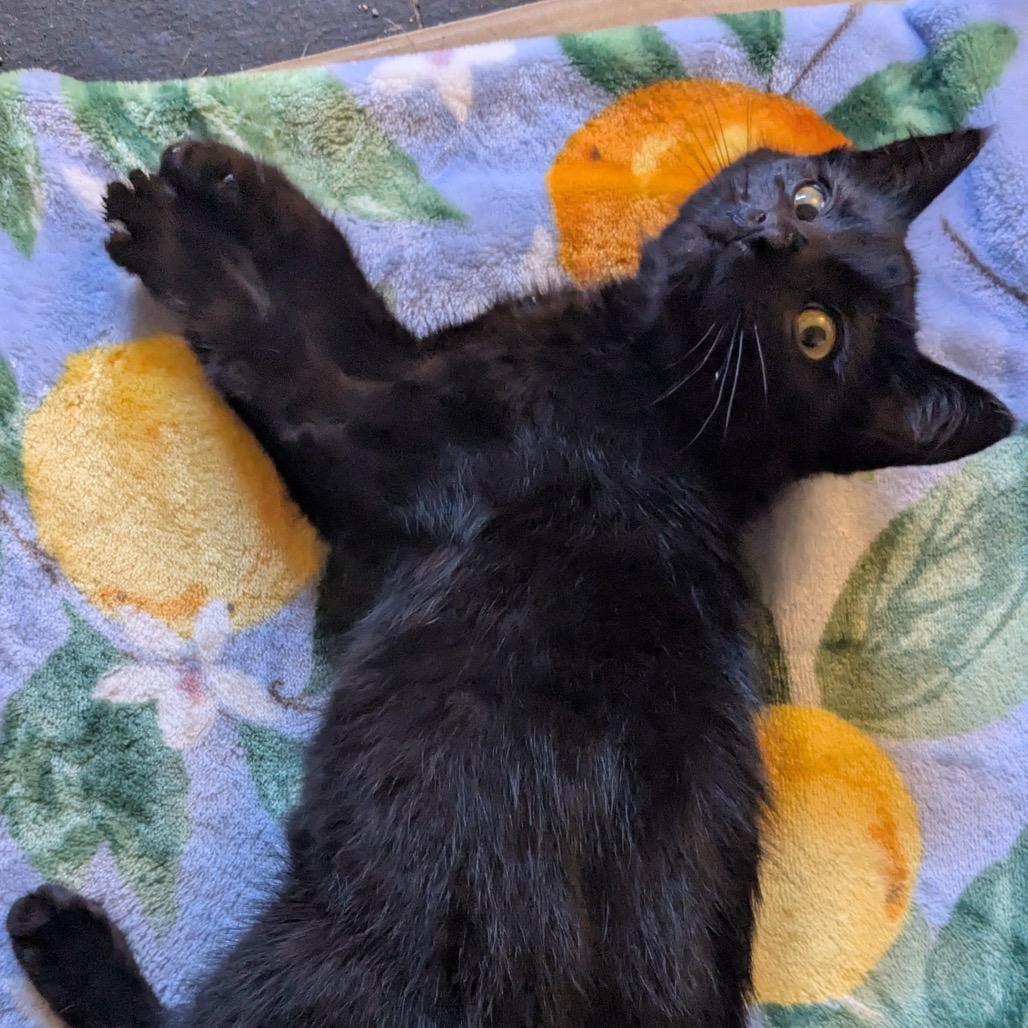 Lottie D — thumbnail 2