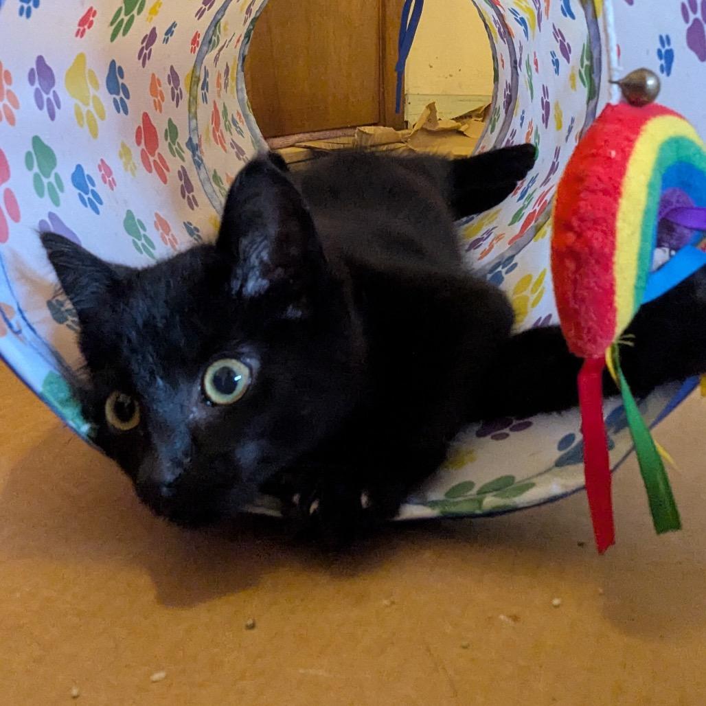 Lottie D — thumbnail 3