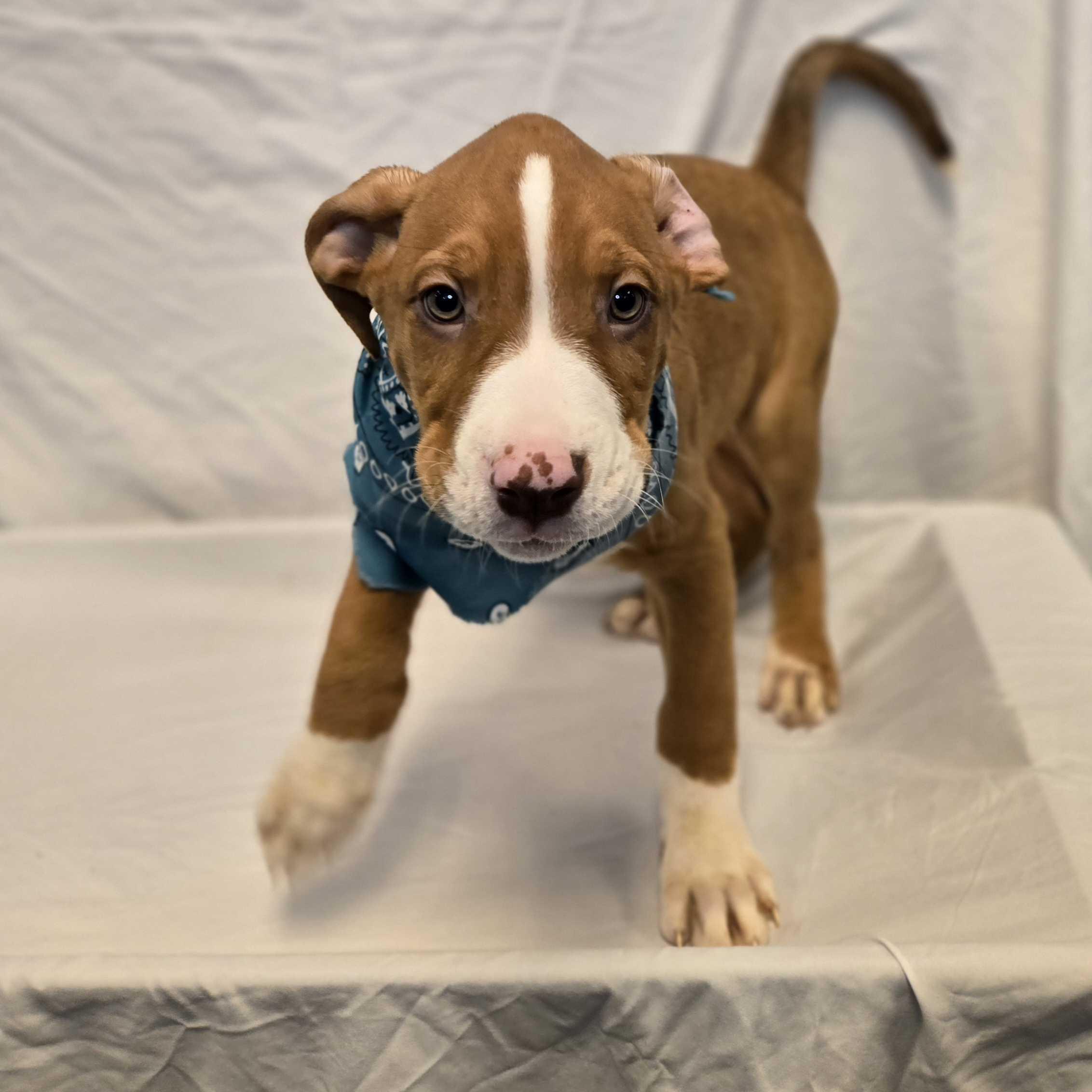Bluegill, adoptable, Puppy Male Mixed Breed.