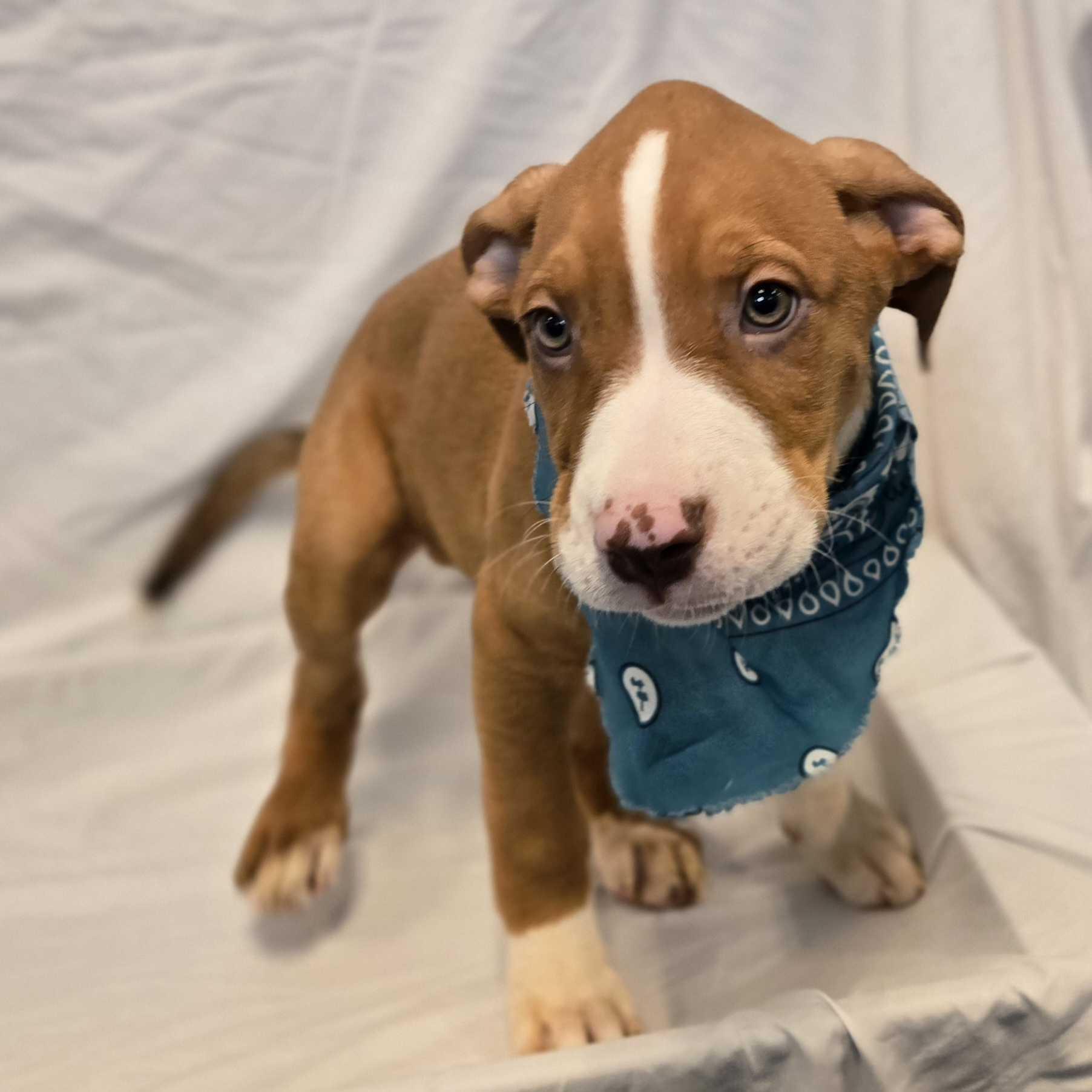 Enlarge Bluegill, an adoptable Mixed Breed in Canal Winchester, OH image 2/2