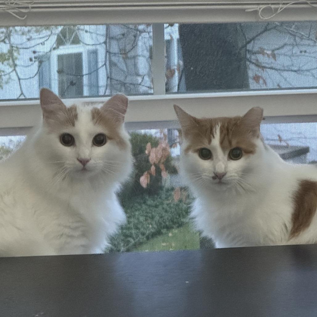 Enlarge Kiwi (and Coconut), a Adoptable Domestic Long Hair in Mount Laurel, NJ image 1/3