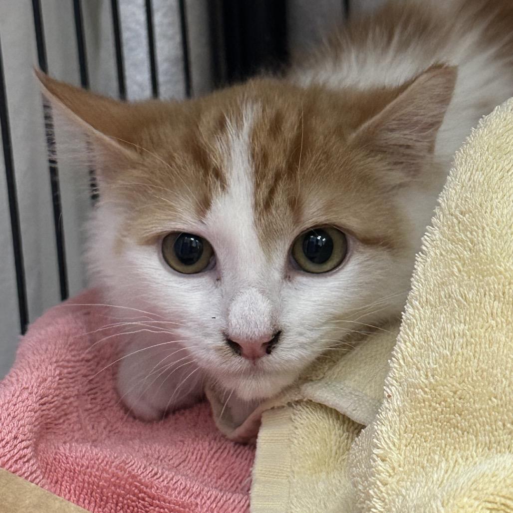 Enlarge Kiwi (and Coconut), a Adoptable Domestic Long Hair in Mount Laurel, NJ image 2/3