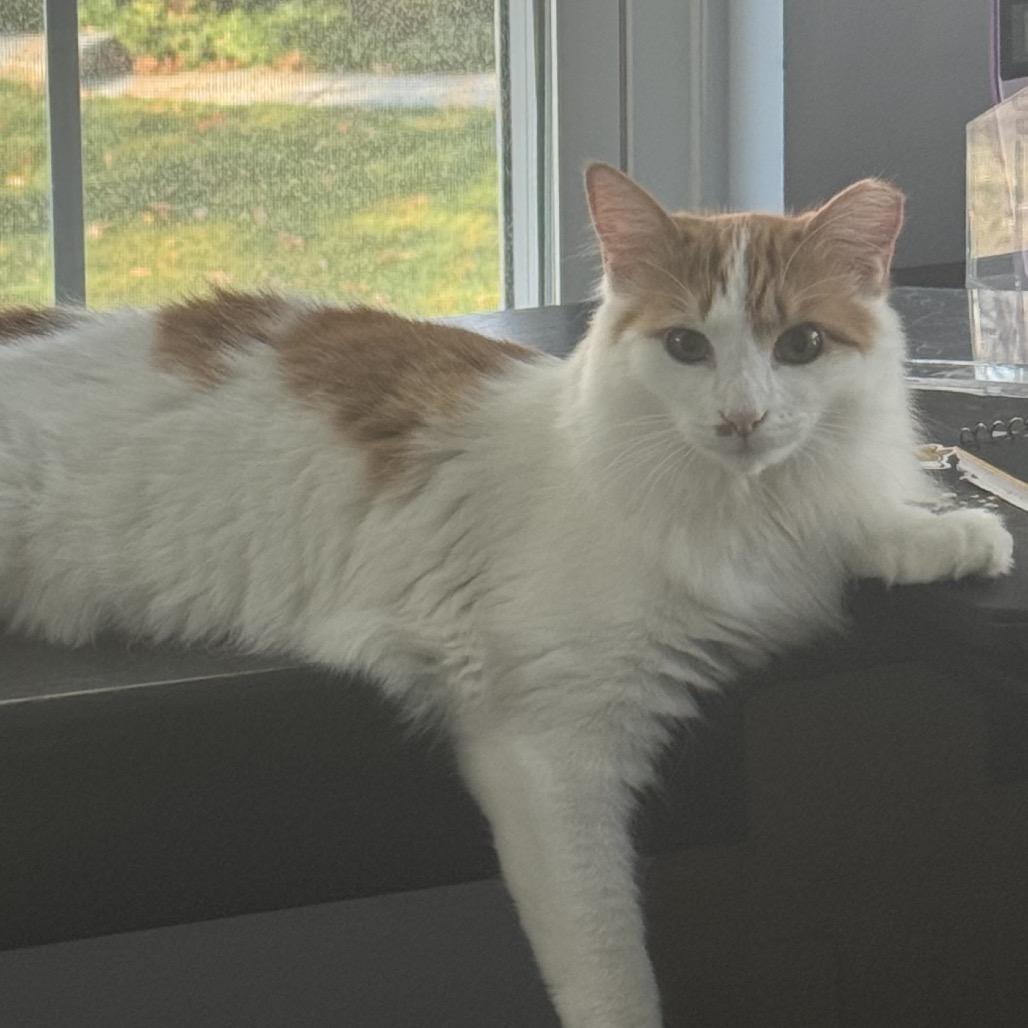 Enlarge Kiwi (and Coconut), a Adoptable Domestic Long Hair in Mount Laurel, NJ image 3/3