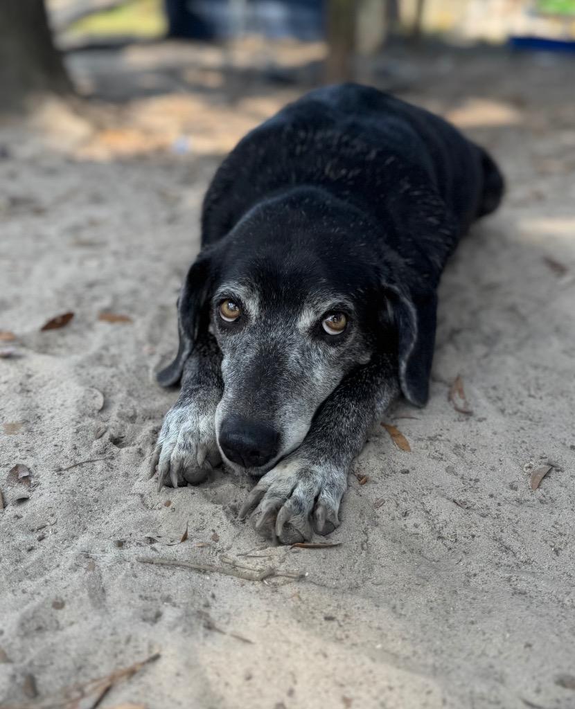 Grammie, Adoptable, Senior Female Labrador Retriever & Mixed Breed.