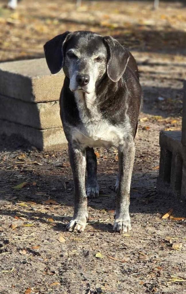 Grammie, a Adopted mixed breed in Waynesville, GA image 4/6