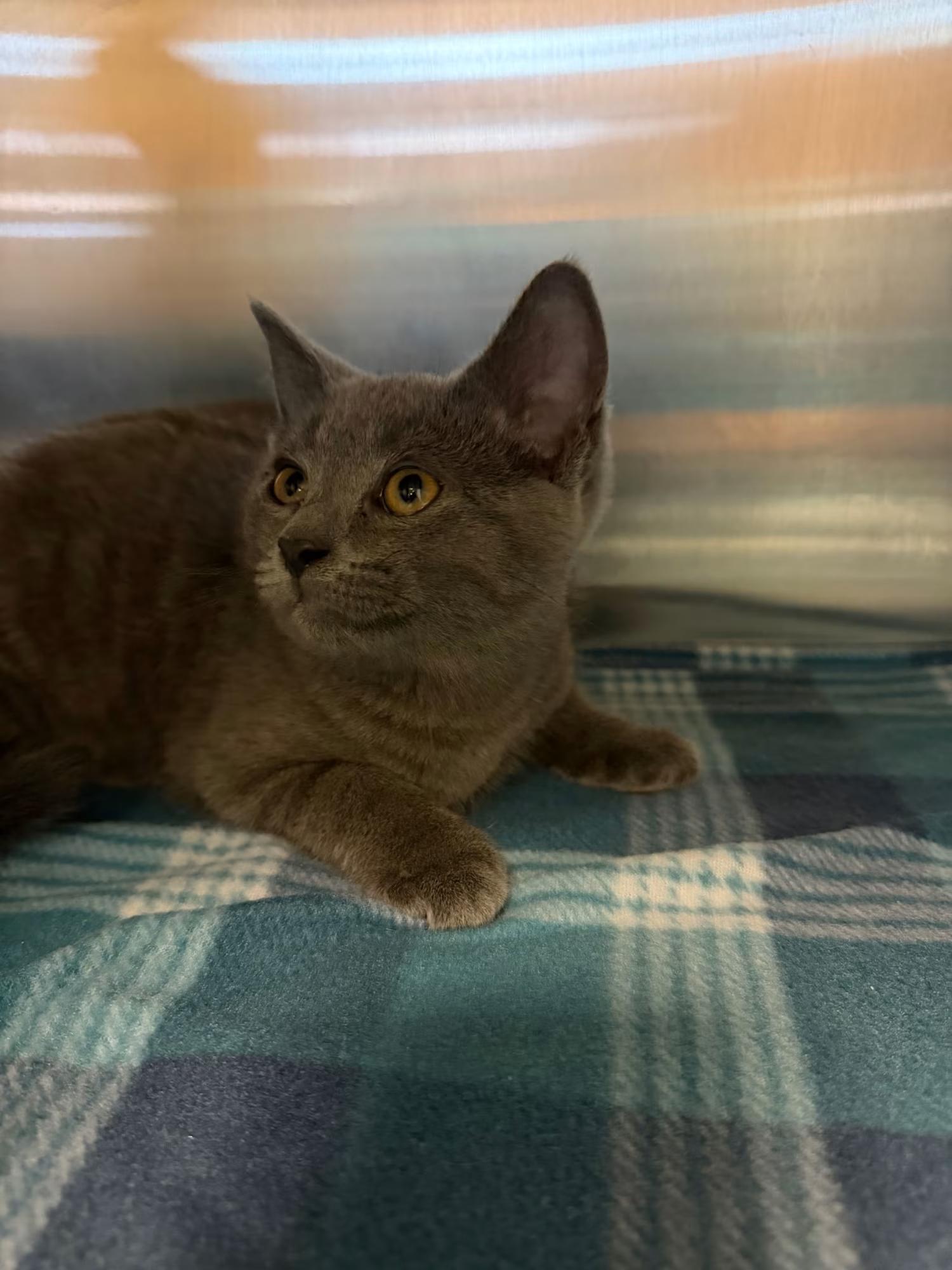Rhino, adopted, Kitten Male Domestic Short Hair.
