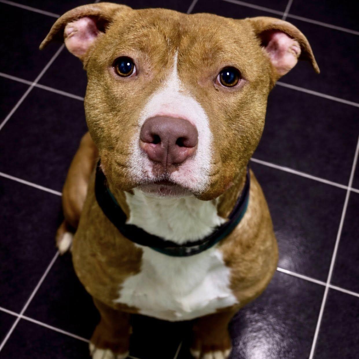 Oden, ADOPTABLE, Young Male Pit Bull Terrier.
