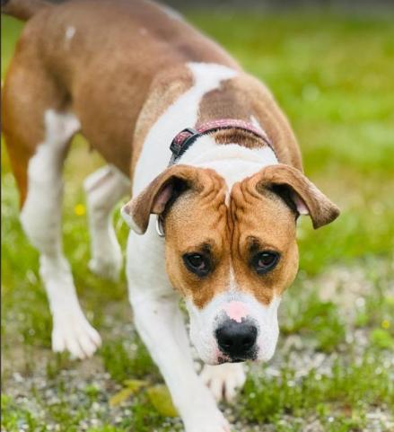 Gypsy, ADOPTABLE, Adult Female Pit Bull Terrier.