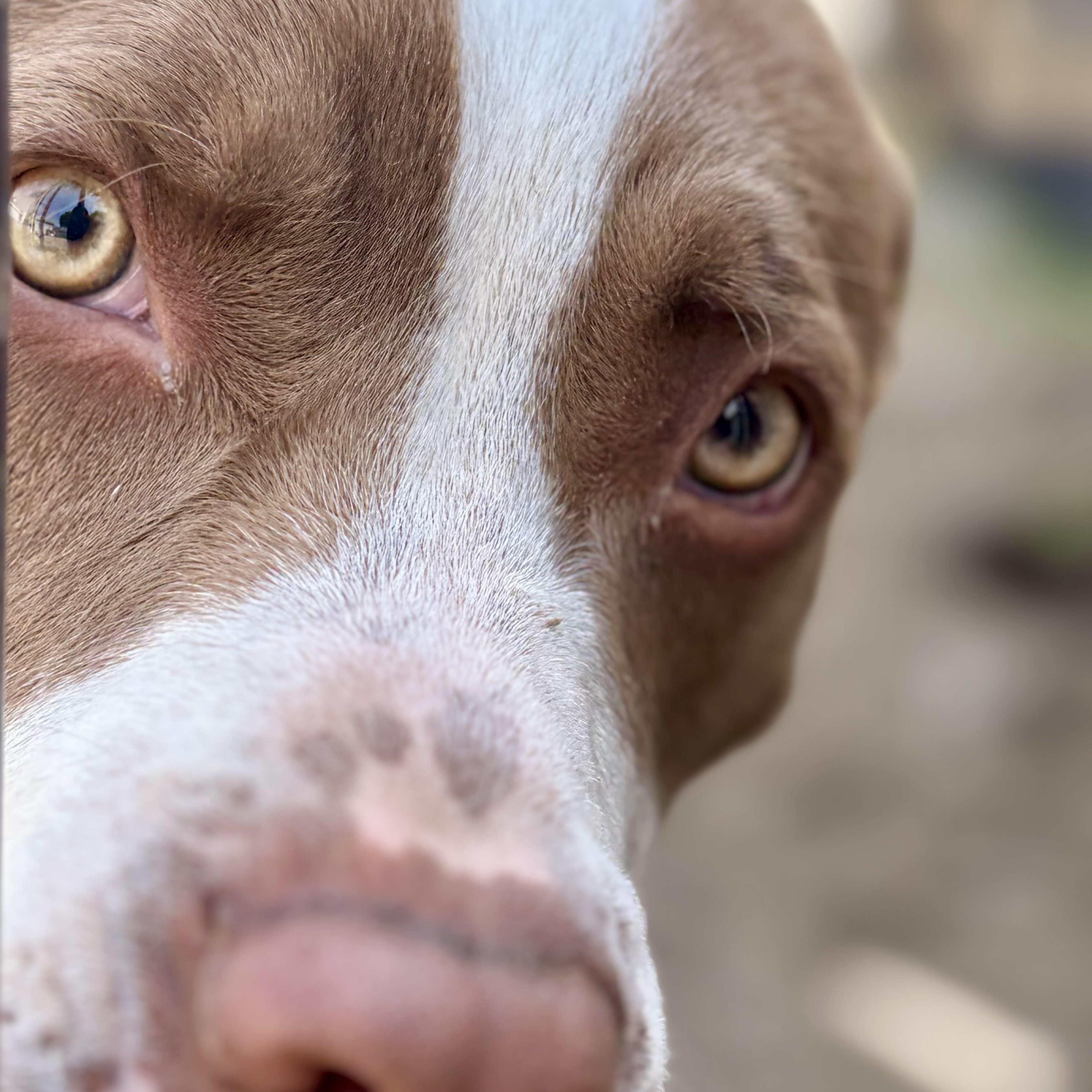 EARL-Local, a ADOPTABLE mixed breed in Warwick, RI image 3/6