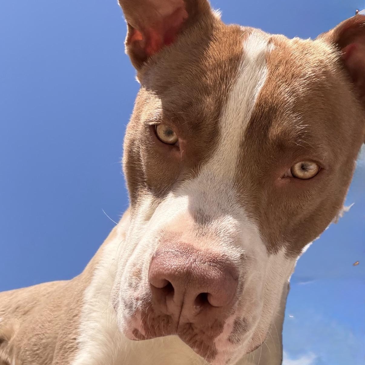 EARL-Local, a ADOPTABLE mixed breed in Warwick, RI image 5/6
