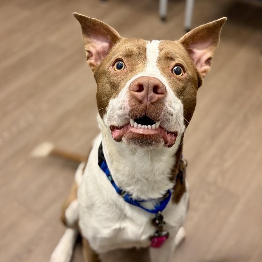 EARL-Local, a ADOPTABLE mixed breed in Warwick, RI image 4/6