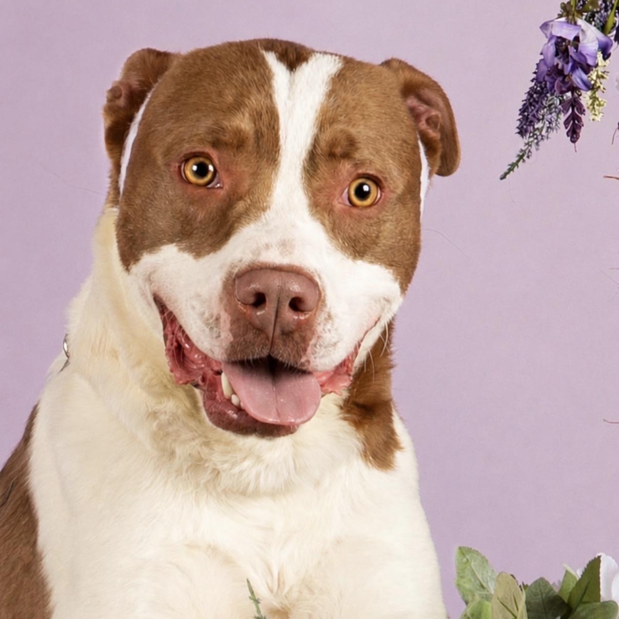 EARL-Local, ADOPTABLE, Young Male Labrador Retriever.