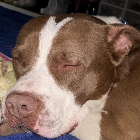 EARL-Local, a ADOPTABLE mixed breed in Warwick, RI image 6/6