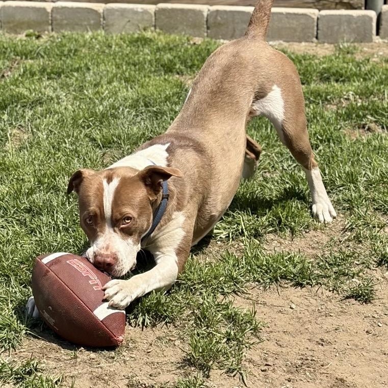 EARL-Local, a ADOPTABLE mixed breed in Warwick, RI image 2/6