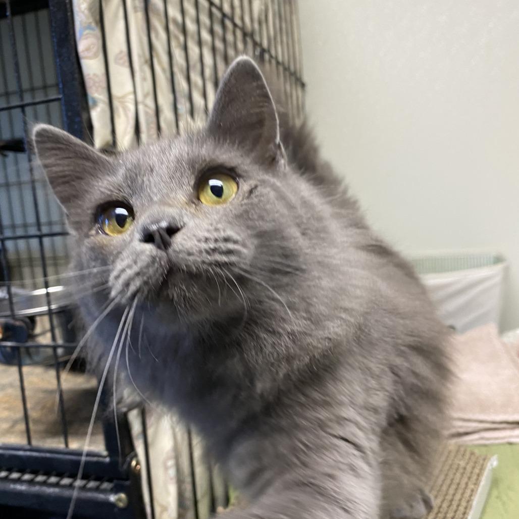 Enlarge Binx, a Adoptable Domestic Short Hair in Fletcher, NC image 1/5