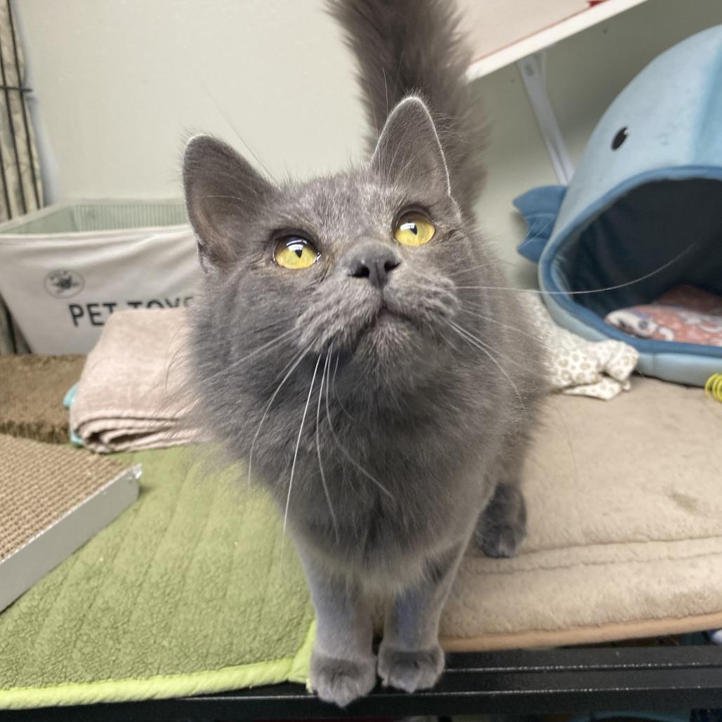 Enlarge Binx, a Adoptable Domestic Short Hair in Fletcher, NC image 2/5