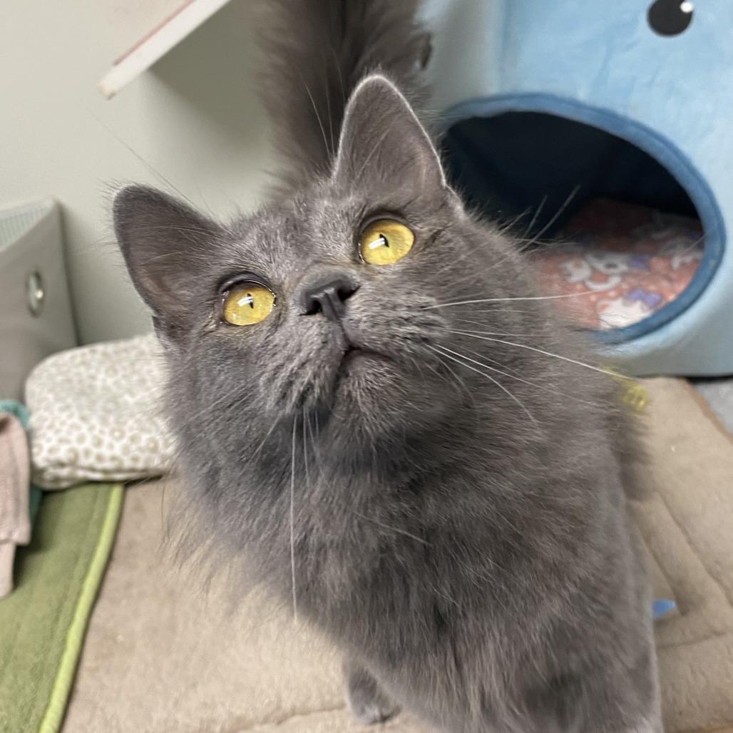 Enlarge Binx, a Adoptable Domestic Short Hair in Fletcher, NC image 3/5